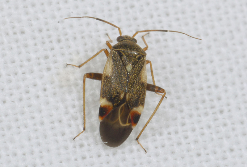 Miridae: Polymerus sp.